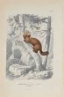 The Squirrel