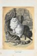 Domestic Cats