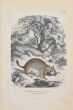Viscacha