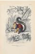Indian Giant Squirrel