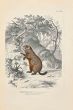 Paul Gervais - Marmot of Quebec - Modern Artwork