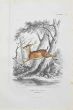 Paul Gervais - Deer - Modern Art