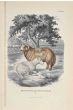 The Ram And Sheep