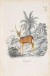 Paul Gervais - Deer - Modern Artwork