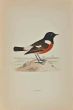 Stonechat