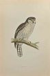 Hawk Owl