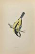 Great Tit