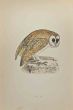 White Owl