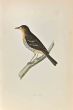 Tree Pipit