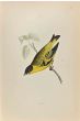 Siskin