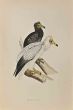 Egyptian Vulture