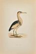 Little Bittern