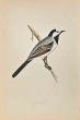 White Wagtail 