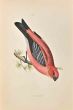 Pine Grossbeak