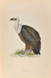 Griffon Vulture