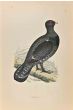 Capercaillie