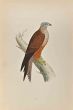Kite