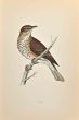 Redwing