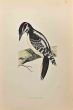 Hairy Woodpecker