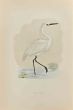 Little Egret