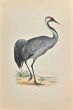 Crane
