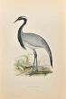 Numidian Crane