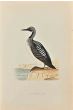 Slack-Throated Diver