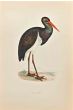 Black Stork
