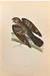Nightjar