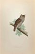 Scops-Eared Owl