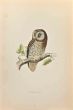 Tengmalm's Owl