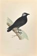 Jackdaw