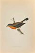 Red-Breasted Flycatcher