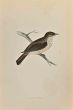 Spotted Flycatcher