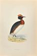 Dusky Grebe
