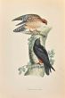 Orange-legged Hobby