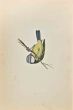Blue Tit