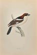 Woodchat