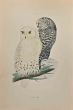 Snowy Owl