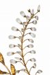  Gilded Brass Applique