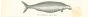 Bytina Borealis