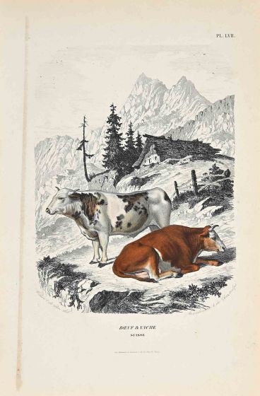 The Cows
