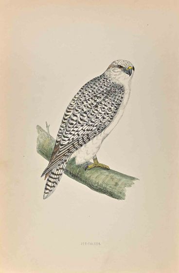 Jer-Falcon
