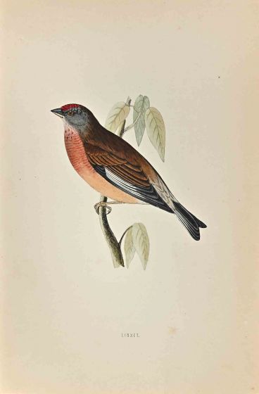 Linnet