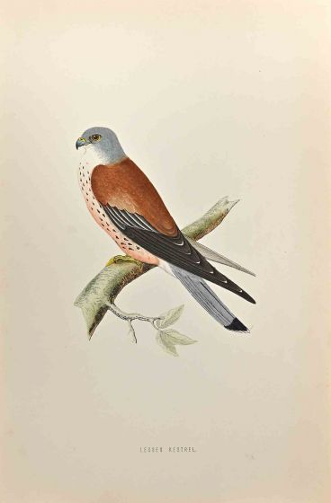 Lesser Kestrel