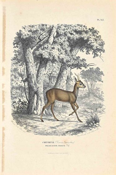 French Deer