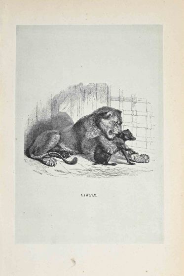 The Lion
