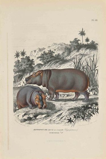 Young Hippopotamus