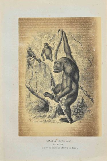 Gorilla
