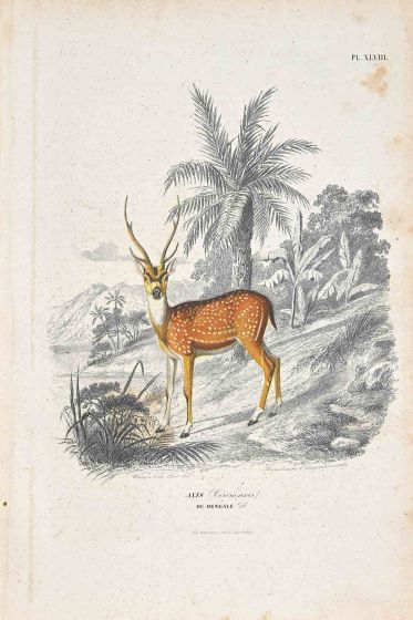 Paul Gervais - Deer - Modern Artwork